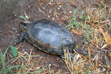 Marsh turtle (Emys orbicularis) in the grass close up.