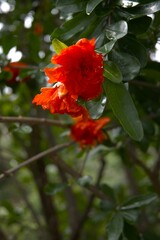 Flowers of pomegranate tree (Punica granatum )