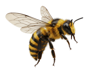 Isolated Detailed Honeybee Flying
