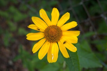 Fake sunflower close up (Heliopsis helianthoides) with copy space