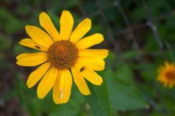 Fake sunflower close up (Heliopsis helianthoides) with copy space