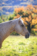 Palomino horse on pasture at sunny day. Portrait of animal in autumn countryside