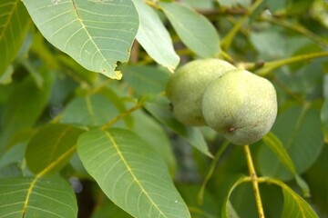 Green walnut on the walnut tree close up.