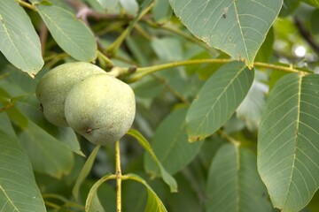 Green walnut on the walnut tree close up.