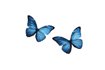 Two Blue Morpho Butterflies With