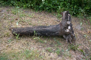 A tree uprooted after the storm.
