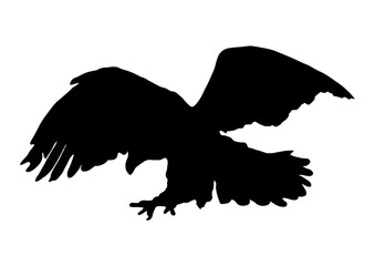 鷹のシルエット