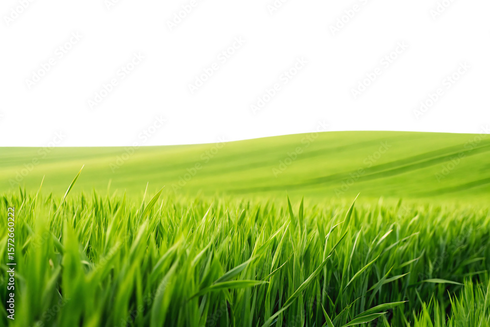 Poster vibrant green grass field with shallow depth of field creating natural bokeh effect, isolated on a t
