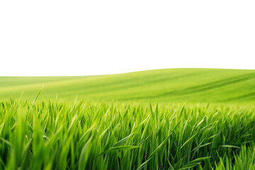 Obraz premium Vibrant green grass field with shallow depth of field creating natural bokeh effect, isolated on a transparent background