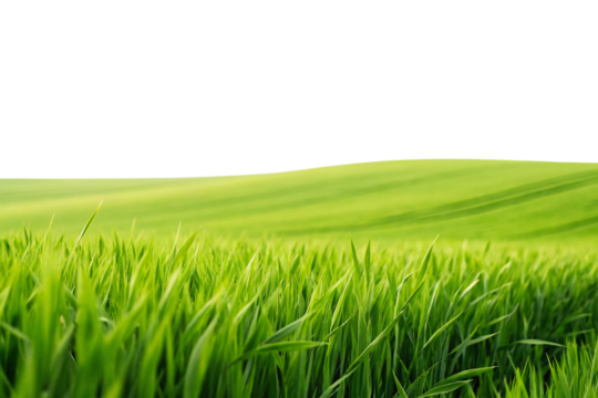 Vibrant green grass field with shallow depth of field creating natural bokeh effect, isolated on a transparent background