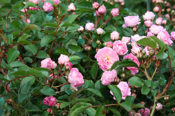 Pink flowers. Rose bush covered in large pink flowers. Natural background strewn with roses. Pink rose flowers blowballs for background, post, screensaver, wallpaper, postcard, banner, cover, website