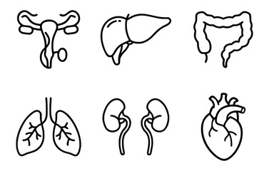 Human Internal Organs Line Icons Set