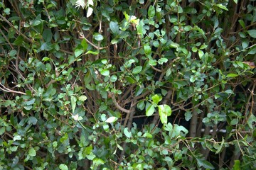 Green hedge as  natural background