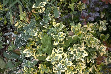 Colorful green plants for background.