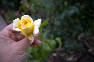 One yellow rose in hand in the garden close up and with copy space.