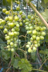 Green raw grape in the garden close up.