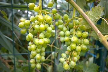 Green raw grape in the garden close up.