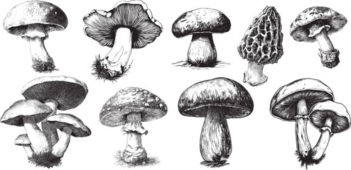 Vintage Mushroom Engraving Collection in Retro Botanical Style, perfect for Autumn Decor, Natural Packaging, and Cottagecore Design Projects.