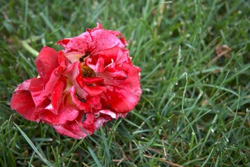 One pink rose in the grass after the storm