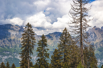 Switzerland, Swiss Alps, Canton St. Gallen, Churfirsten group, Fr&uuml;msel, Hinterrugg mountain range, summer 2025. Trees in the foreground, clouds, sun, summit, beautiful landscape.