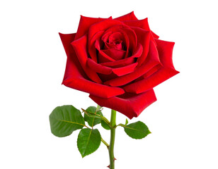  Single Red Rose with Stem and Leaves, Front-Facing View, Full Depth of Field, isolated on white background PNG