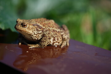 Closeup view of Common toad (Bufo bufo) on garden during summer holidays.