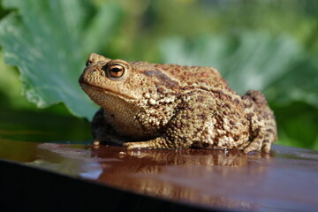 Closeup view of Common toad (Bufo bufo) on garden during summer holidays.