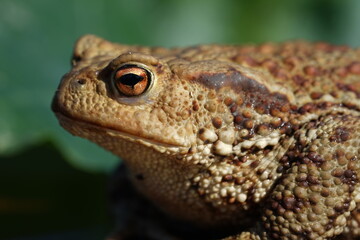Closeup view of Common toad (Bufo bufo) on garden during summer holidays.