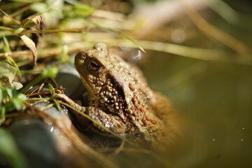Closeup view of Common toad (Bufo bufo) on garden during summer holidays.