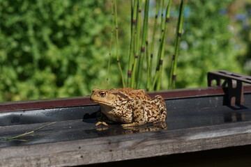 Closeup view of Common toad (Bufo bufo) on garden during summer holidays.
