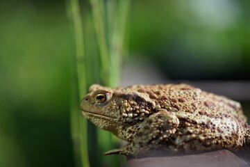 Closeup view of Common toad (Bufo bufo) on garden during summer holidays.