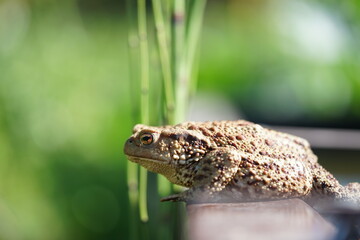 Closeup view of Common toad (Bufo bufo) on garden during summer holidays.