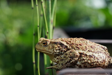Closeup view of Common toad (Bufo bufo) on garden during summer holidays.