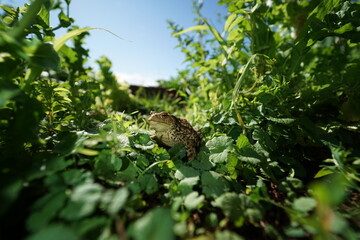 Obraz premium Closeup view on wide angle lens of Common toad (Bufo bufo) hiding in vegetabe 