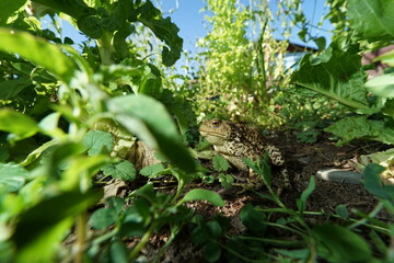 Closeup view on wide angle lens of Common toad (Bufo bufo) hiding in vegetabe 