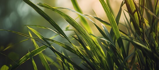 Green leaves in sunlight close-up with natural bokeh