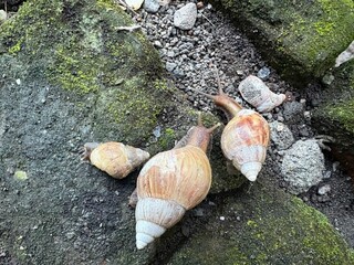 A group of large land snails (Achatina fulica) with distinctive spiral shells, slowly moving across damp
