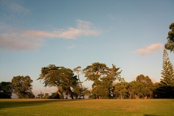 Green Pasture with Scattered Trees, New Zealand Landscape