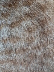 A detailed close-up of textured animal fur in shades of brown, cream, and gray, creating a rich and...