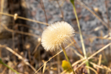Fluffy seed head of wild plant in dry grass, France, Corsica, Ajaccio, 13 June 2025