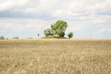 field of wheat with a tree in the middle