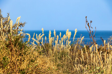 Coastal cliff with Mediterranean vegetation and blue sea, Corsica, 13 June 2025