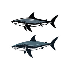 shark vector illustration