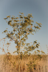 dead tree in the desert