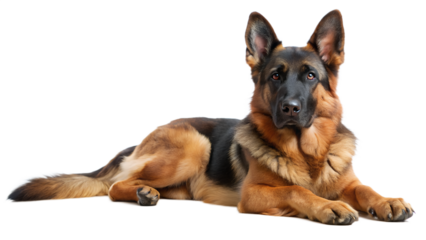 german shepherd dog