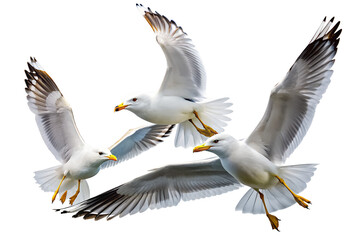Three Seagulls Flying Gracefully Together on Transparent Background seagulls flight captured against transparent background This