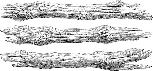 Vintage wood log engravings set: intricate black and white sketches for retro design