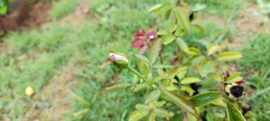 The image displays a rose bud, likely belonging to a wild rose species such as the Carolina Rose Rosa carolina or the Virginia Rose Rosa virginiana. 