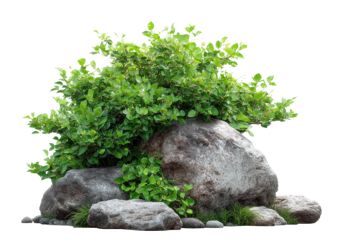 Lush green shrubbery on rocks natural landscape. Isolated on transparent background, png.