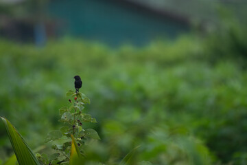 A small , dark bird perched gracefully on a leafy branch, set against a vibrant, soft green background.